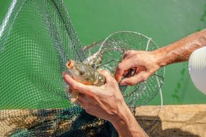 Fishing conservation efforts