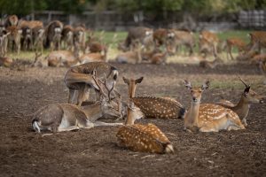deer family