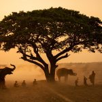 The Role of Wildlife Sanctuaries in Conservation Efforts